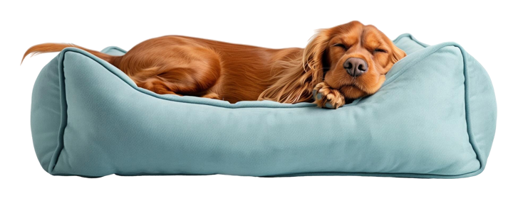 Pet Beds Evansville
